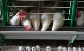 В России прокуратура проверит производителей яиц изза роста цен