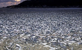 Mii de tone de sardine moarte au eşuat pe o plajă din nordul Japoniei