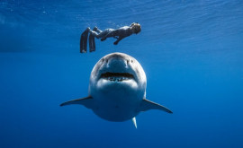 Одна из крупнейших акул в мире друг морского биолога