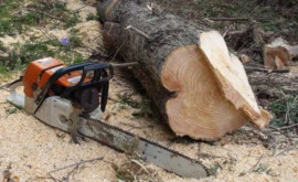 Tăiere ilegală de copaci la Ungheni