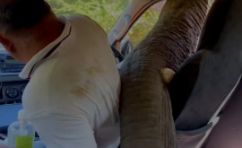 Vacanță cu peripeții în Sri Lanka Un elefant sa repezit asupra unei mașini