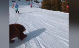 Momentul în care un schior este cît pe ce să lovească un urs pe o pîrtie din SUA 