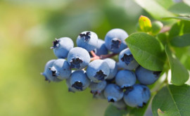 В ягодной отрасли Молдовы наблюдается рост почти на 20 процентов