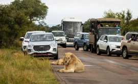 Un leu obosit a adormit pe un drum din Africa de Sud și a blocat complet traficul