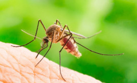 Исследователи объявили о прорыве в лечении малярии