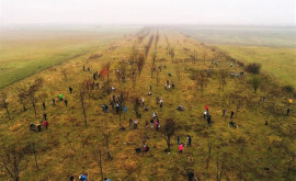 Campania națională de împădurire Lîngă satul Avdarma este plantată o pădure de salcîm