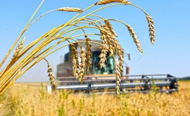 Comisia pentru Situații Excepționale impune licențierea pentru importul cerealelor