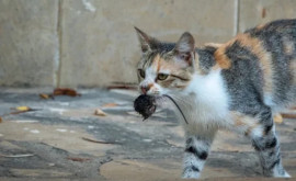 Мир кошачьих хищников Удивительные факты об их охоте
