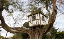 În Marea Britanie se află cea mai veche casă pe copac din lume