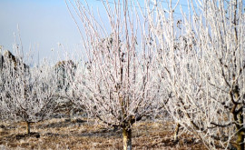 Temperaturile scăzute ar putea afecta unele plantații Recomandările specialiștilor