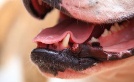 Собака съела 4000 тысячи долларов в США детали курьезного инцидента