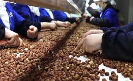 Молдавский лесной орех впервые экспортирован в Италию