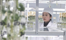 Китайские селекционеры приступили к выведению космических сортов картофеля
