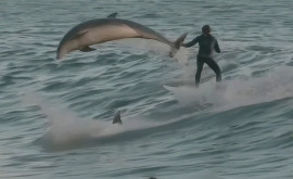 Surf printre delfini imagini spectaculoase