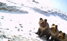 O rasă rară de urs văzută pentru prima data în India