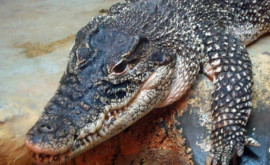Un elev a găsit o creatură necunoscută cu chip de crocodil