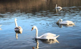 На реке Реут посреди зимы заметили стаю лебедей