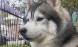 Собака спасла целый квартал от разрушительного взрыва 