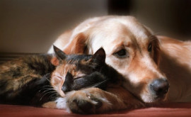 Кража кошек и собак будет признана в Великобритании уголовным преступлением