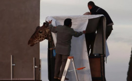 Экоактивисты отправили жирафа в 40часовое путешествие 