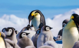 Colonii necunoscute anterior ale pinguinilor imperiali descoperite recent 