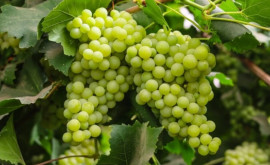 В Италии построят новый аэропорт на крыше которого будут выращивать виноград