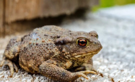 Европейская страна тратит полмиллиона евро на строительство тоннелей для жаб 