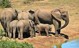 O scenă emoționantă de salvare a unui pui de elefantsurprinsă pe video