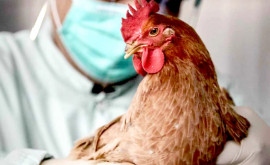 В Молдове отмечены новые вспышки птичьего гриппа