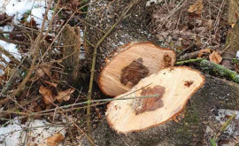 В Калараше обнаружена незаконная вырубка деревьев 