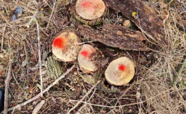 Mai mulți copaci de salcîm tăiați ilegal în raionul Dondușeni
