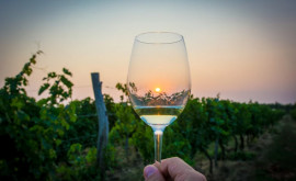 Молдова в числе крупнейших производителей вина в мире