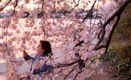 Вишневые деревья в Японии расцвели почти на два месяца раньше