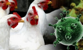 Изза вспышки птичьего гриппа в Дании уничтожат тысячи кур