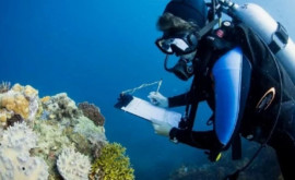 Океанологи бьют тревогу самое глубокое место на Земле неприятно удивило ученых