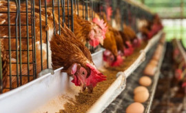 De ce Moldova nu exportă ouă în UE