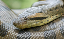 O nouă specie de anaconda descoperită în America de Sud