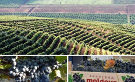 Что поможет Молдове увеличить экспорт столового винограда 