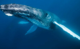 Исследователи раскрыли тайну пения китов под водой