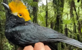 Ornitologii au găsit o pasăre rară considerată dispărută