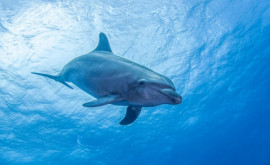Delfin unic in lume descoperit de cercetători 