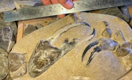 Fosila unei creaturi necunoscute pînă acum descoperită pe o plajă 