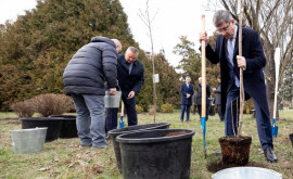 Igor Grosu și Președintele Senatului României au sădit copaci la Grădina Botanică