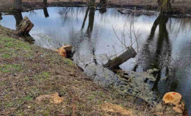 В Молдове вырубают лес инспекторы обнаружили новые случаи хищения древесины 