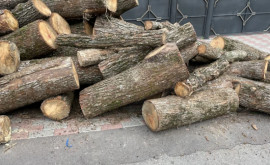 CNAS a alocat compensațiile pentru lemne pentru luna februarie