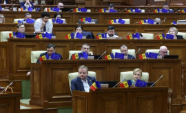 Лесной кодекс Республики Молдовы принят парламентом в первом чтении