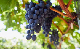 Производители и экспортеры столового винограда соберутся на Национальном форуме
