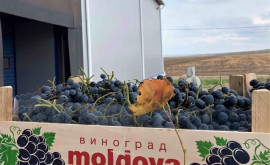 Strugurii de masă au ajuns să fie cel mai bine exportați dintre fructele moldovenești