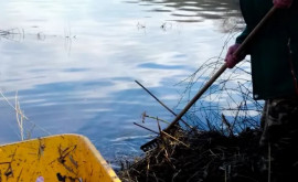 На озере в парке Валя Морилор начался процесс санитарной очистки