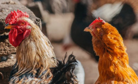 Mai multe focare de gripă aviară au fost eradicate de pe teritoriul țării